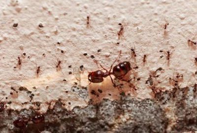 Evdeki karınca için kesin çözüm nedir?