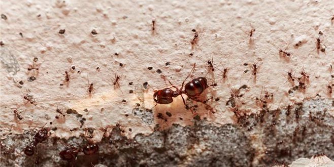 Evdeki karınca için kesin çözüm nedir?