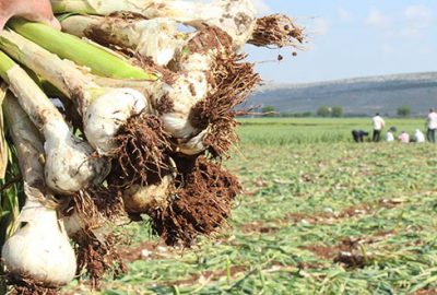 Sarımsak tarlada 10 TL olacak