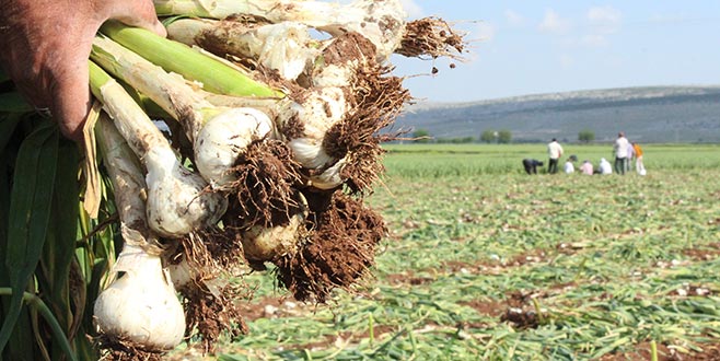 Sarımsak tarlada 10 TL olacak