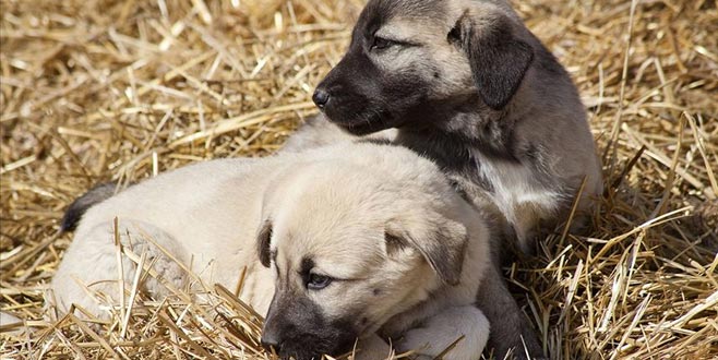 Karacabey’de de yetiştiriliyorlar! Özel koruma altındalar…