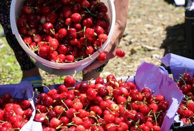 Erkenci kirazın kilosu 30 TL