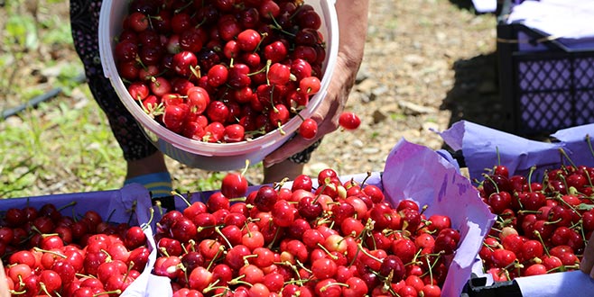 Erkenci kirazın kilosu 30 TL Erkenci kirazın kilosu 30 TL