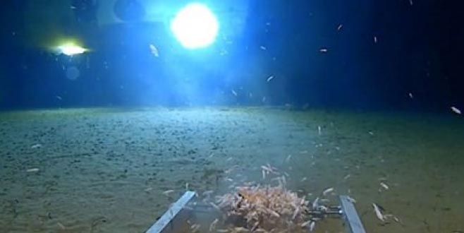 Dünya’nın en derin noktasına daldı: Şaşkına çeviren manzara