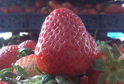 Çilek hasadı sürüyor