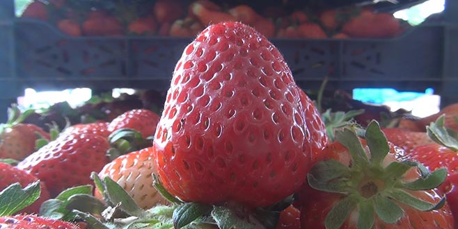 Çilek hasadı sürüyor