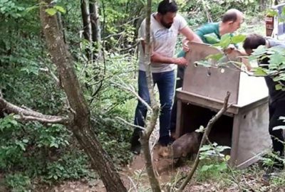 Tedavisi tamamlanan tilki ormana salındı