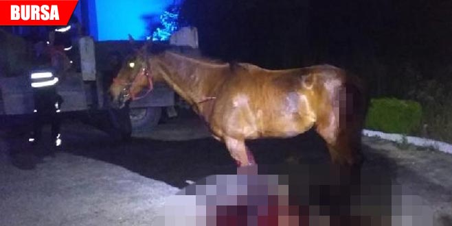 Ahırdan kaçan at, kazada telef oldu