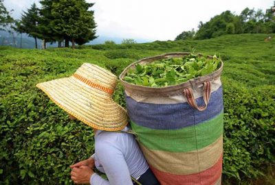 Yaş çay alım fiyatları belli oldu