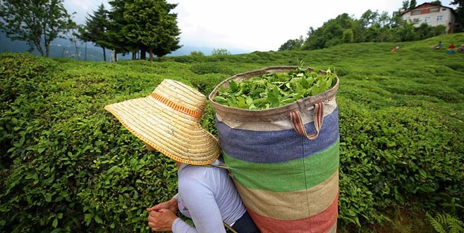 Yaş çay alım fiyatları belli oldu