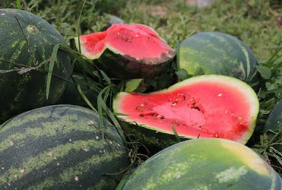 Adana karpuzunda hasat başladı