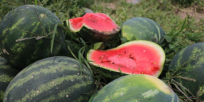 Adana karpuzunda hasat başladı Adana karpuzunda hasat başladı