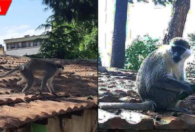 Nereden kaçtığı bilinmiyor! Ortalığı birbirine kattı