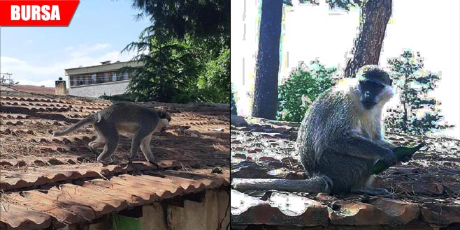 Nereden kaçtığı bilinmiyor! Ortalığı birbirine kattı