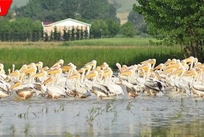 Baraja gelen yüzlerce pelikan ilgi odağı oldu