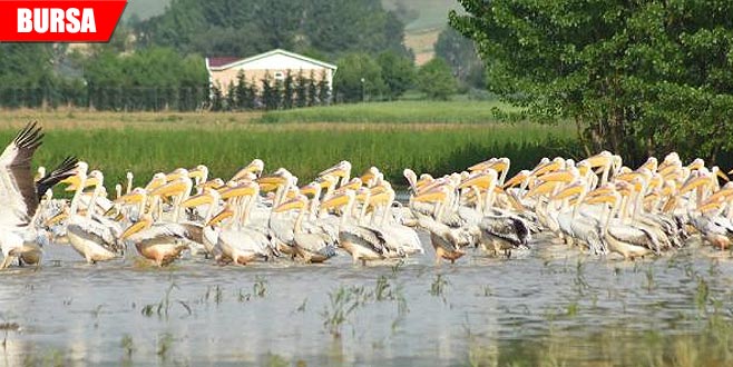 Baraja gelen yüzlerce pelikan ilgi odağı oldu