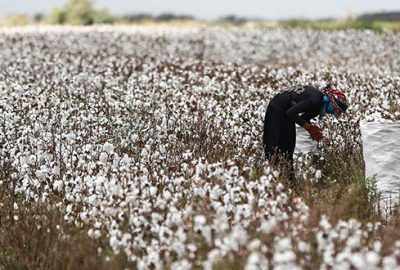 Pamukta rekor bekleniyor
