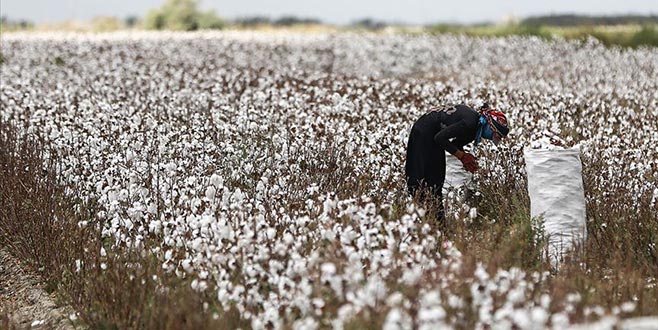 Pamukta rekor bekleniyor