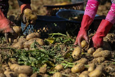 Patatesin fiyatı hasatla düştü
