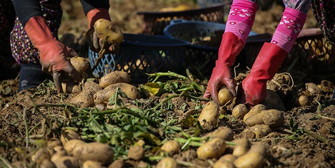 Patatesin fiyatı hasatla düştü