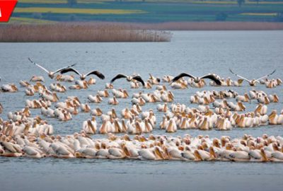 Avrupa’ya göç yolunda mola verdiler! Muhteşem görüntüler