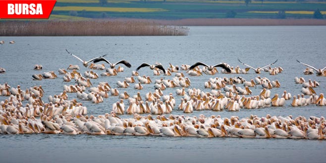 Avrupa’ya göç yolunda mola verdiler! Muhteşem görüntüler Avrupa’ya göç yolunda mola verdiler! Muhteşem görüntüler