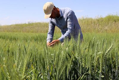 Yeni yerli buğdaylar verimi artıracak
