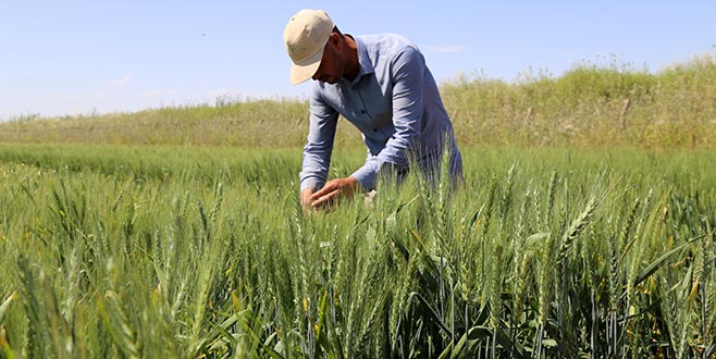 Yeni yerli buğdaylar verimi artıracak