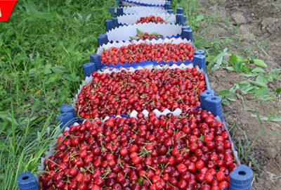 Kiraz hasadı başladı! İşte fiyatı