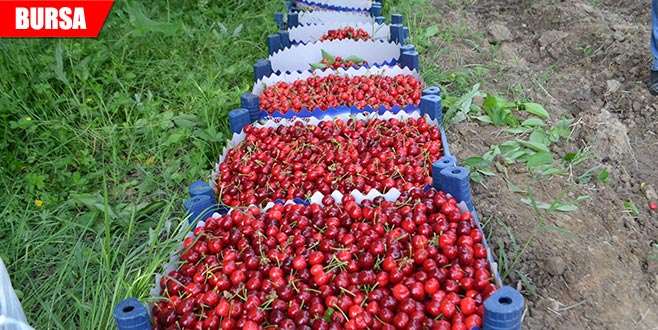 Kiraz hasadı başladı! İşte fiyatı