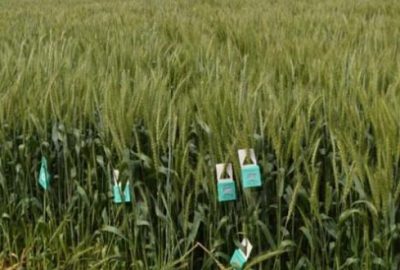 Doğaya 800 bin yararlı böcek