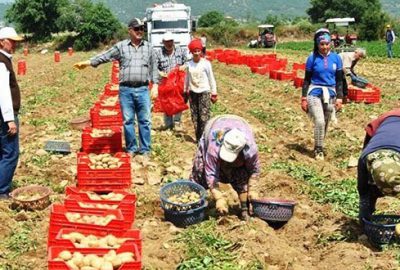 Patates tarlada 1,4 liraya düştü