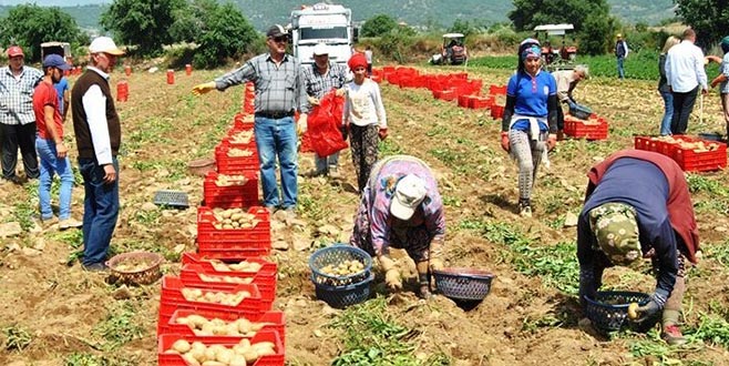 Patates tarlada 1,4 liraya düştü Patates tarlada 1,4 liraya düştü