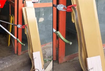 Atölyede yılan paniği