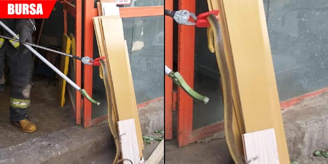 Atölyede yılan paniği