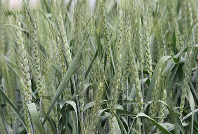 Yağışlar buğdayda verimi artıracak