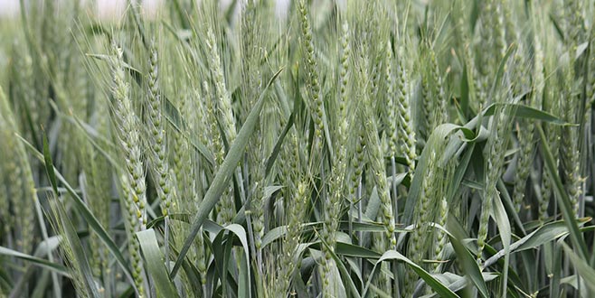 Yağışlar buğdayda verimi artıracak