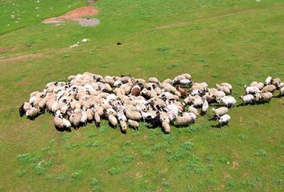 4 bin koyun alınacak