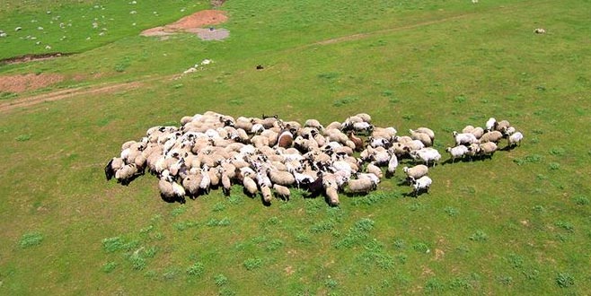 4 bin koyun alınacak