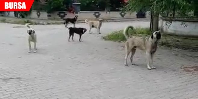 Köpekleri görüntülemek isterken saldırıya uğradı