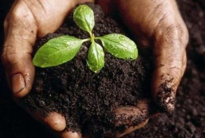 Atalık tohum ürünleri raflarda yerini alacak