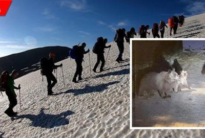 Dağcılara ayı ailesinden sürpriz