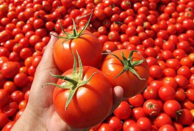 Rusya’ya domates ihracatı hızlandı