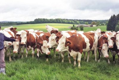 Hayvancılığa yatırım yapılmalı