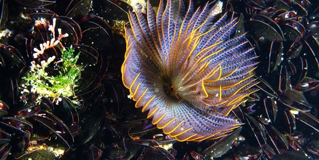 İzmir Körfezi’nde yeni bir tür bulundu