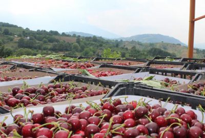 İnegöl kirazında ihracat dönemi başladı