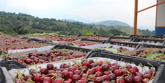 İnegöl kirazında ihracat dönemi başladı