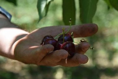 İngiliz Kraliyet Ailesi’nin sofrasına Bursa’dan kiraz