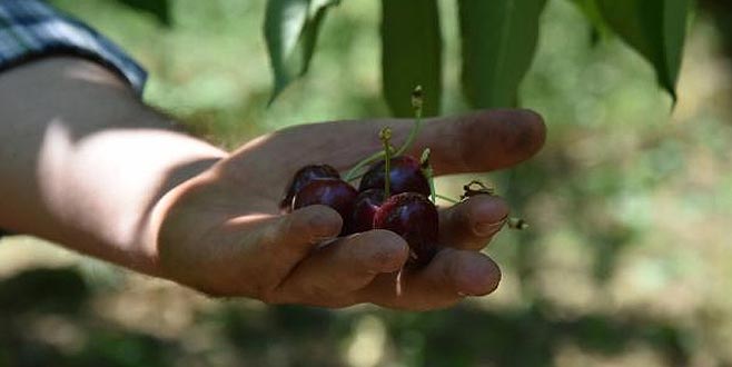 İngiliz Kraliyet Ailesi’nin sofrasına Bursa’dan kiraz İngiliz Kraliyet Ailesi’nin sofrasına Bursa’dan kiraz