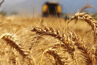 Konya Ovası’nda arpa hasadı başladı